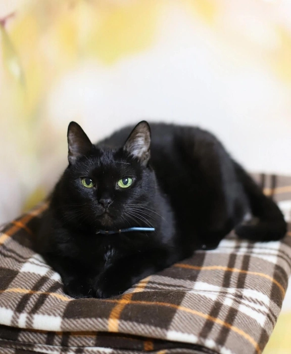 Лайме около 8 лет. Её нашли на улице и пристроили в приют | Источник: Котейня «ЧуКОТка» | котокафе Самара