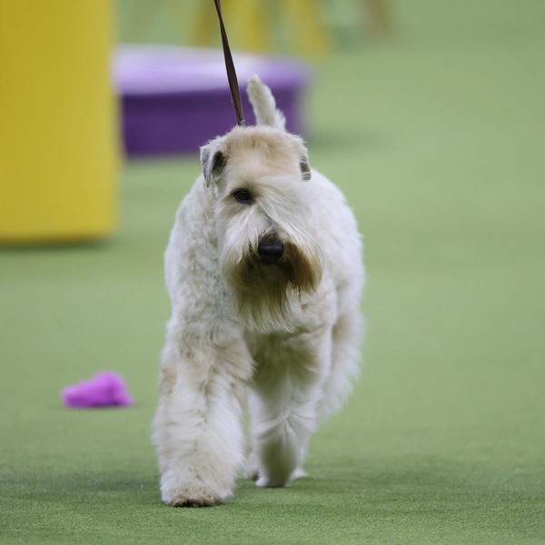 Источник: Sarah Stier/Getty Images for Westminster Kennel Club