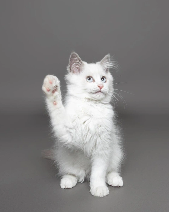 Источник: Chantal Sammons / Comedypetphoto.com