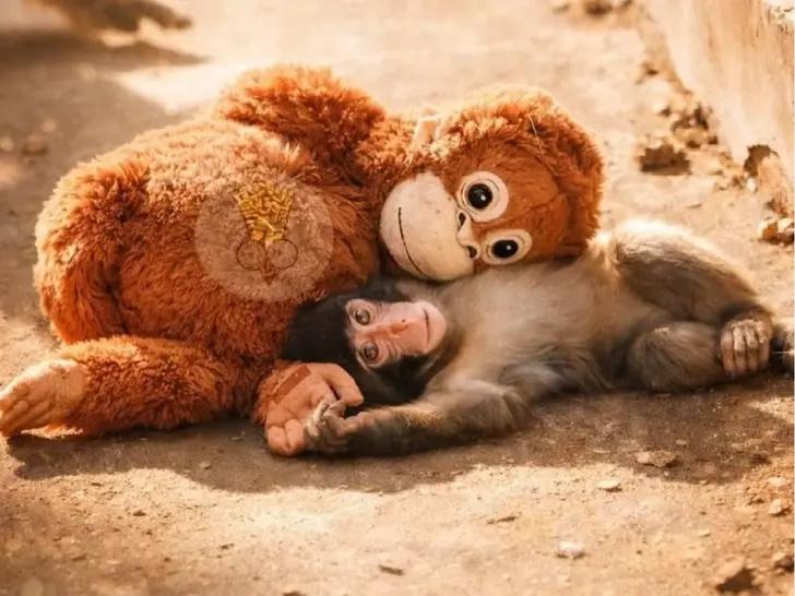 У Панча появилась живая мама: обезьянка, за которой следит весь мир, впервые счастлива | Источник: соцсети