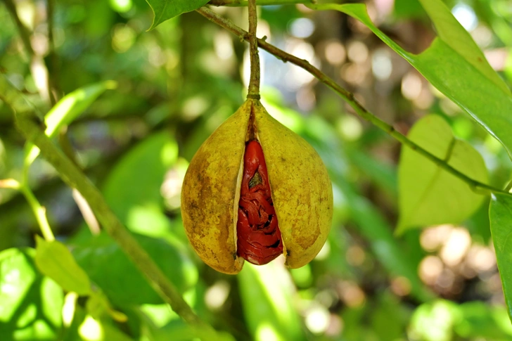 Мускатник душистый (Myristica fragrans) | Источник: Parinussa Revy via Shutterstock/Fotodom.ru