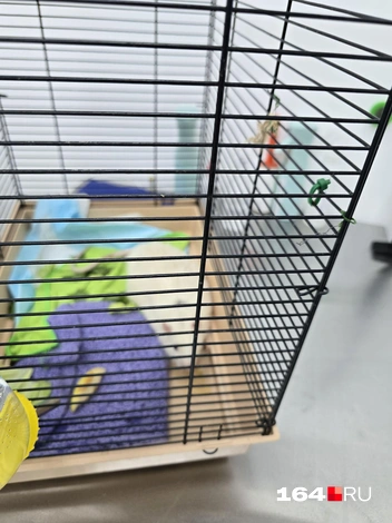 Крыса курильщика | Источник: Семен Коротов-Майбах / 164.RU