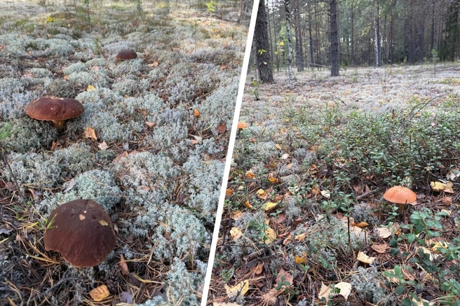 Губернатор нашёл в лесу боровые белые и красноголовики | Источник: Дмитрий Махонин / Telegram