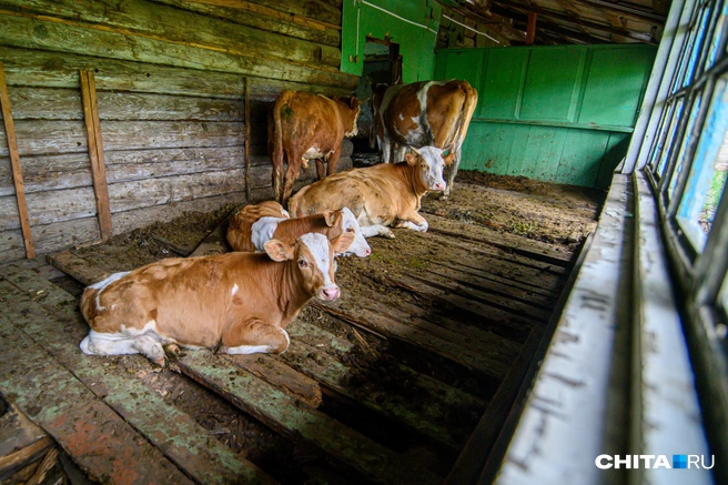 Сейчас у фермера не осталось ни одного животного | Источник: Олег Фёдоров / CHITA.RU