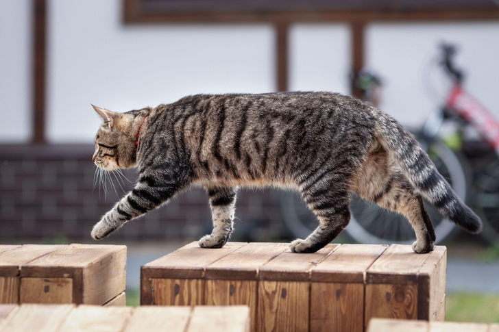 Тайная жизнь кошек: ученые выяснили, куда питомцы уходят из хозяйского дома