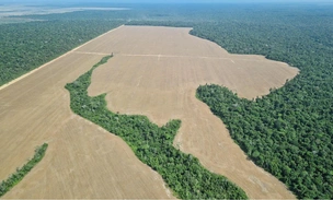 Амазония стремительно нагревается: леса могут не пережить «гипертропический» климат