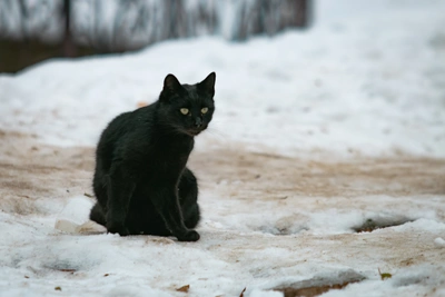 Морозы позади? Погода в Ростовской области 30 января