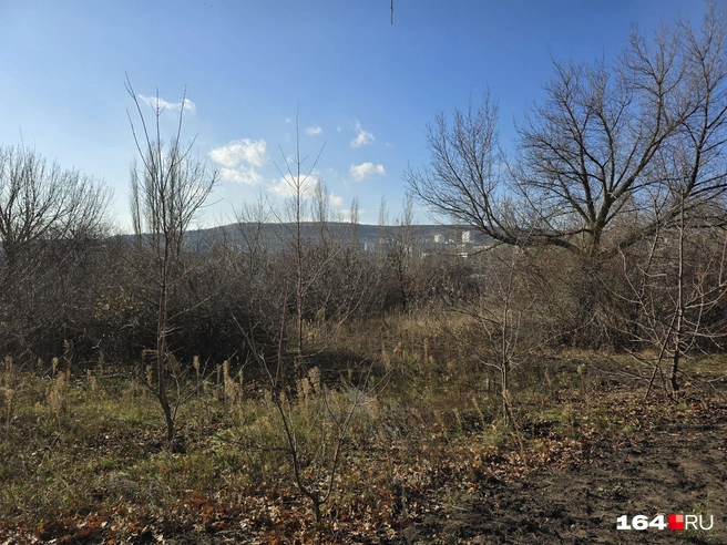 Красивый вид из ботсада | Источник: Семен Коротов-Майбах / 164.RU