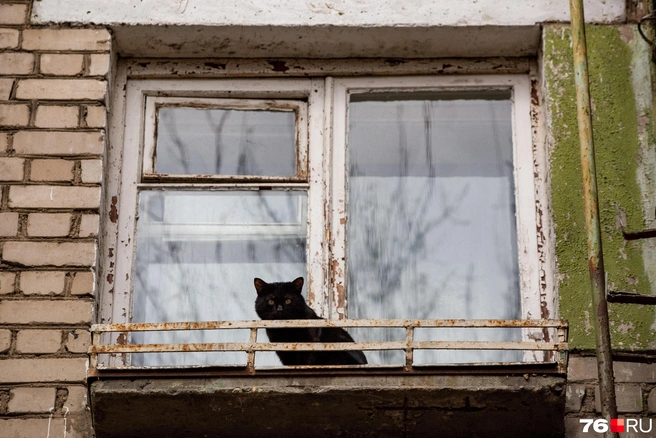 Улица внимательных котов | Источник: Кирилл Поверинов / 76.RU
