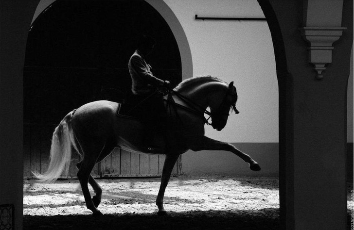 Четвероногий балет: невероятные способности андалусских лошадей в объективе австралийского фотографа