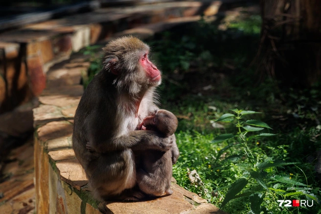 Размножение в неволе — признак хорошего содержания животных | Источник: Ирина Шарова / 72.RU