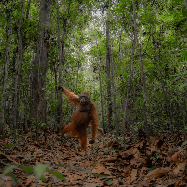 «Что вы тут делаете? Это мой лес!» | Источник: Jayaprakash Joghee Bojan / Sony World Photography Awards 2024