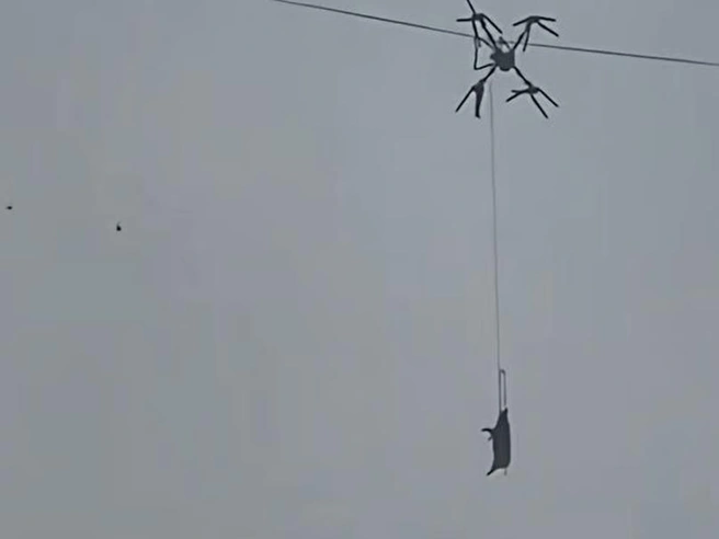 Дрон со свиньей оставил деревню без света | Источник: 163.com