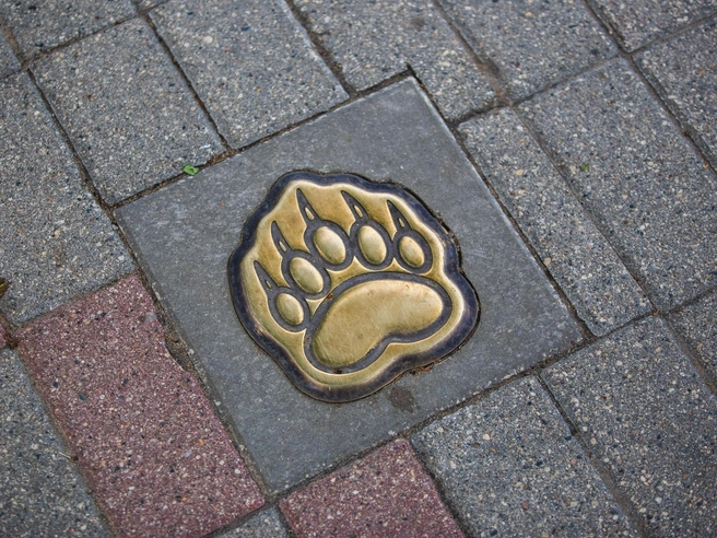 В Ростове Великом будет создана медвежья тропа | Источник: Кирилл Поверинов / 76.RU