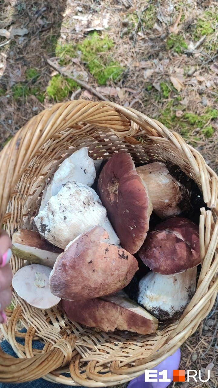 Источник: читатель E1.RU Сергей