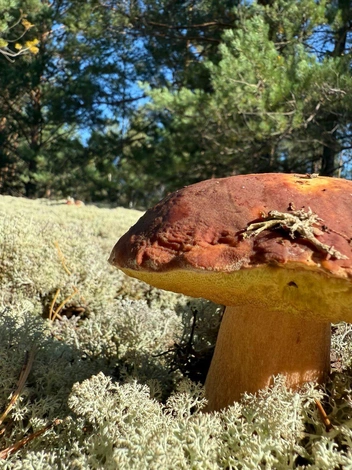 Источник: Евгений Люлин / t.me