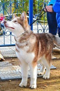Источник: Роман Шадрин
