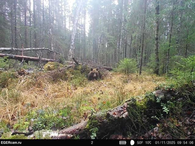 Похоже, медведь остался доволен выбранным укрытием | Источник: Руслан Шамсутдинов / t.me
