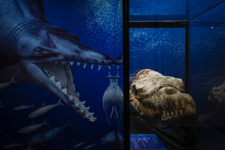 Гроза морей эоцена: посреди пустыни в Перу нашли скелет гигантского хищного кита