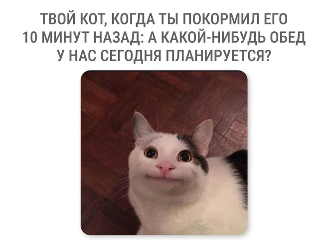 Коты, кажется, мечтают о круглосуточном обеде | Источник: Мария Романова / Городские медиа