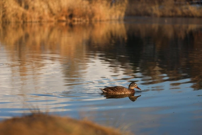 Озеро Аптечное в Тевризе благоустроят за 92 миллиона