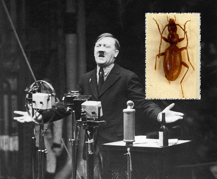 Почему названный в честь Гитлера жук страдает из-за своего имени