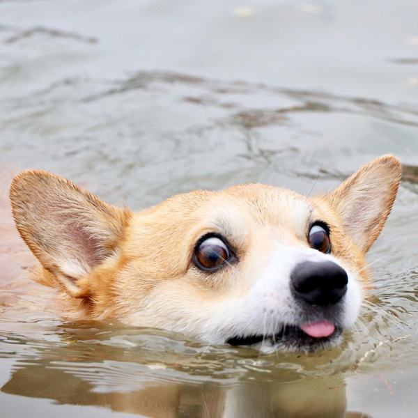 Как выглядят эмоции собак: 20 уморительных фото