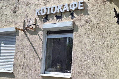 В Кургане продают котокафе «Ёшкин кот»
