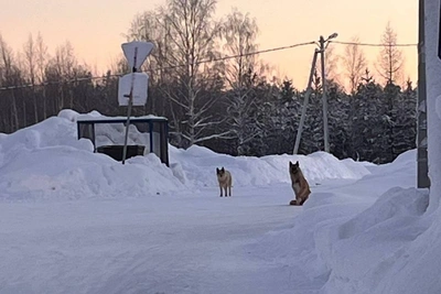 Бродячие псы в ХМАО терроризируют посёлок