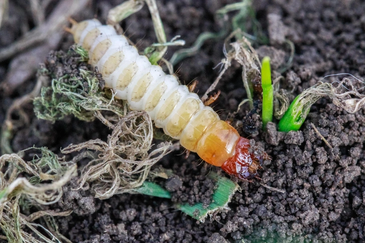 Личинка хлебной жужелицы | Источник: S.O.E via Shutterstock/Fotodom.ru