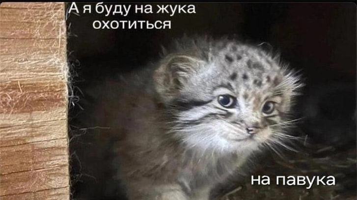 «Буду на жука охотиться, на павука» — самый милашный мем лета с манулом: 15+ его вариаций для вашего умиления и веселья | Источник: Соцсети