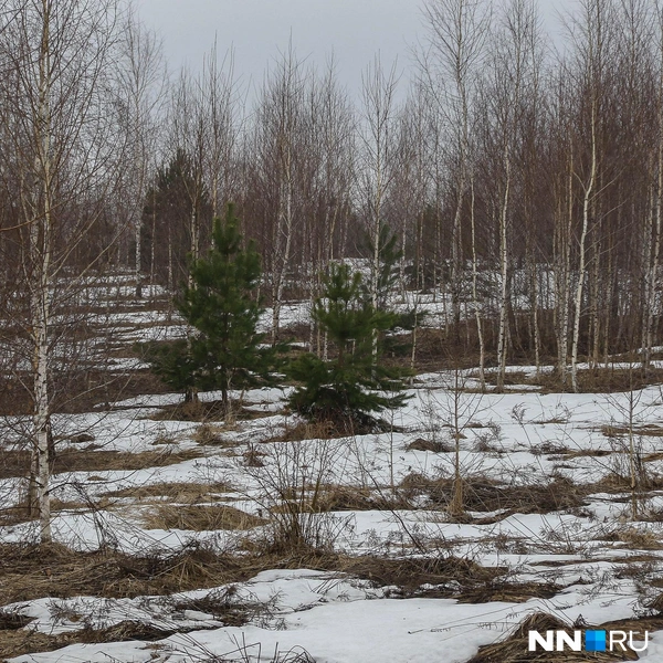 По соседству с домами поля | Источник: Наталья Бурухина / NN.RU