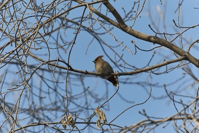 Свиристели в Новосибирске выгнали ворон — фото