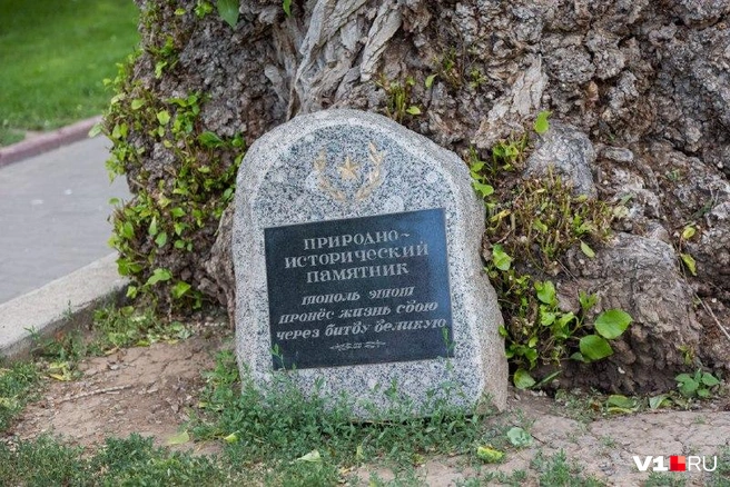 Такая табличка стоит у тополя на Аллее Героев | Источник: Константин Завриков / V1.RU