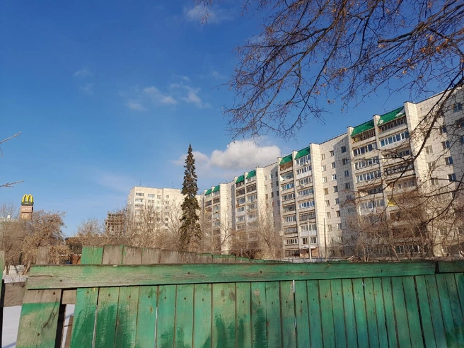 Вот такая высокая красавица росла до недавнего времени на улице Мориса Тореза | Источник: Юлия Кондинкина