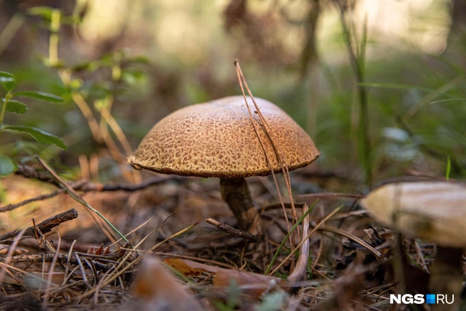 Грибы перед приготовлением икры нужно отварить в подсоленой воде | Источник: Александр Ощепков / NGS.RU
