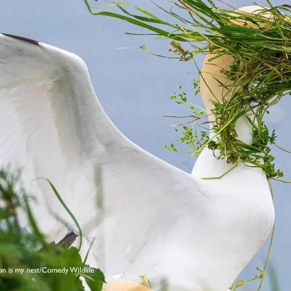 Источник: Nikon Comedy Wildlife Awards