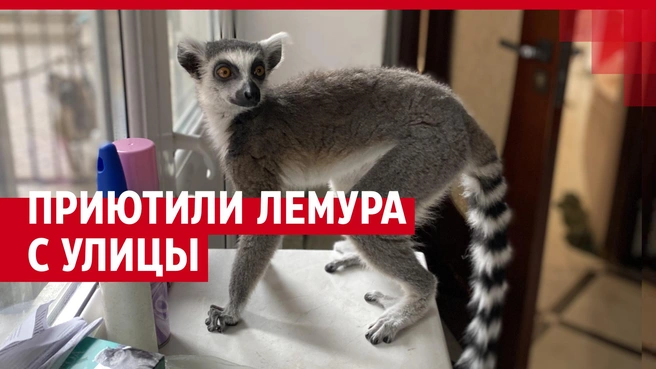 Антонина | Источник: Городские медиа