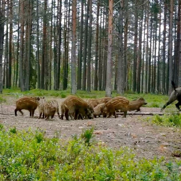 Источник: Каждой твари по паре / Павел Глазков