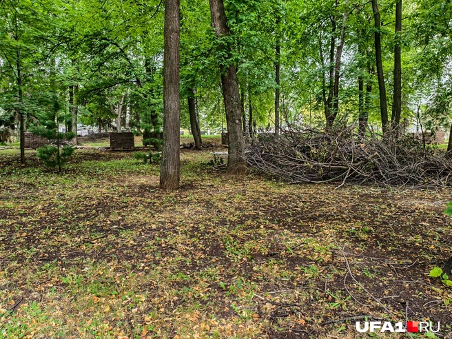 Спиленных веток хватает | Источник: Булат Салихов / UFA1.RU