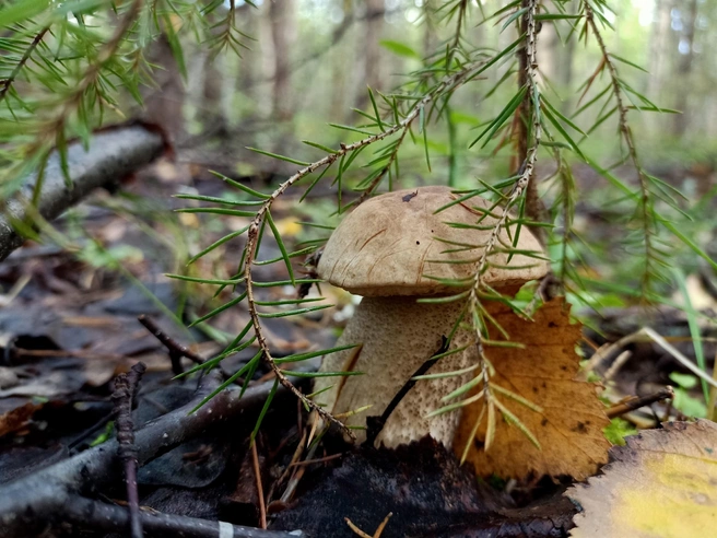 Источник: Светлана Звонарева