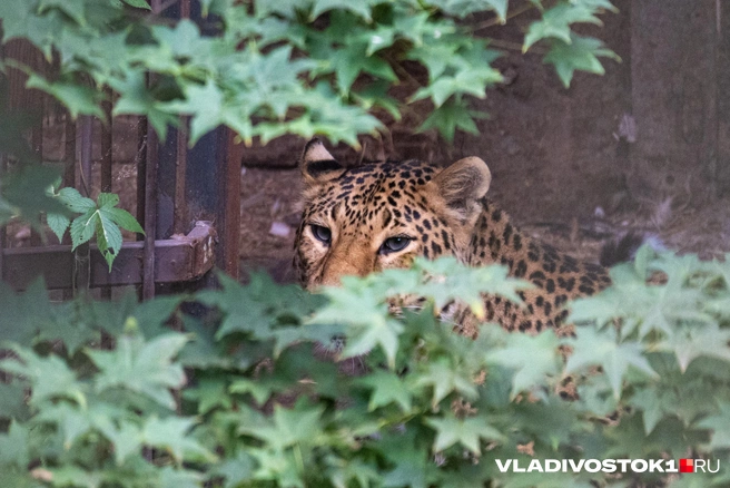 Незадолго до происшествия хищник сбежал из зоопарка | Источник: Елена Буйвол / VLADIVOSTOK1.RU