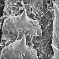 Московские малакологи назвали новый вид живых существ Чудом Человечным: что это и как оно выглядит