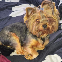 Аватарка Вок