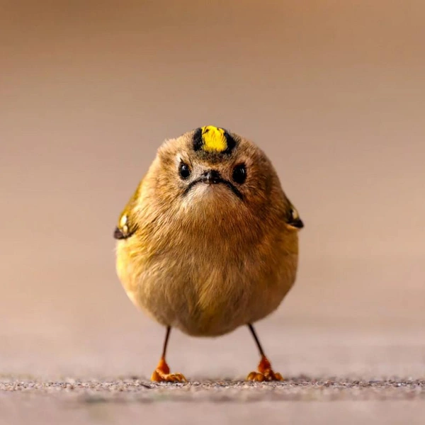 Источник: Ян Виттмер / 2026 The Comedy Wildlife Photography Awards