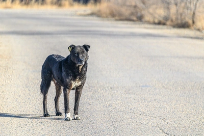 Комитет ветеринарии Волгограда признал стерилизацию собак неэффективной