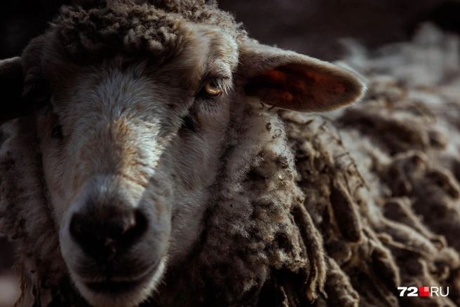 Одна их самых ярких поездок 2025 года&nbsp;— в деревню Викуловского района, где живут потомки репрессированных эстонцев. Они ведут хозяйство, в том числе выращивают овец | Источник: Ирина Шарова / 72.RU