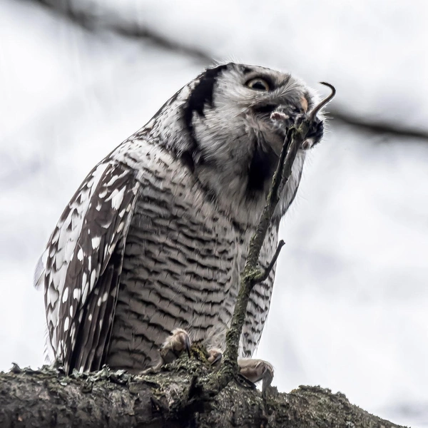 Источник: Антон Кубышкин / Птицы СПб и России 
