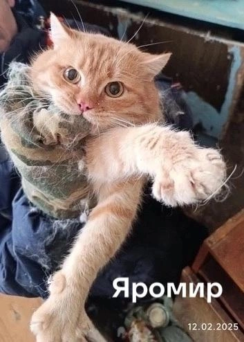 Источник: Центр реабилитации бездомных животных «Дозор»