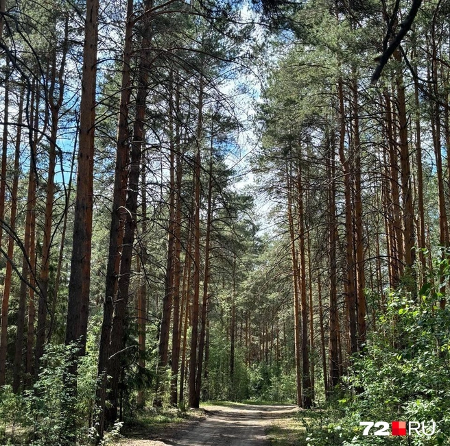 Рассказываем вам по секрету, каким будет грибной сезон  | Источник: Мария Токмакова / 72.RU